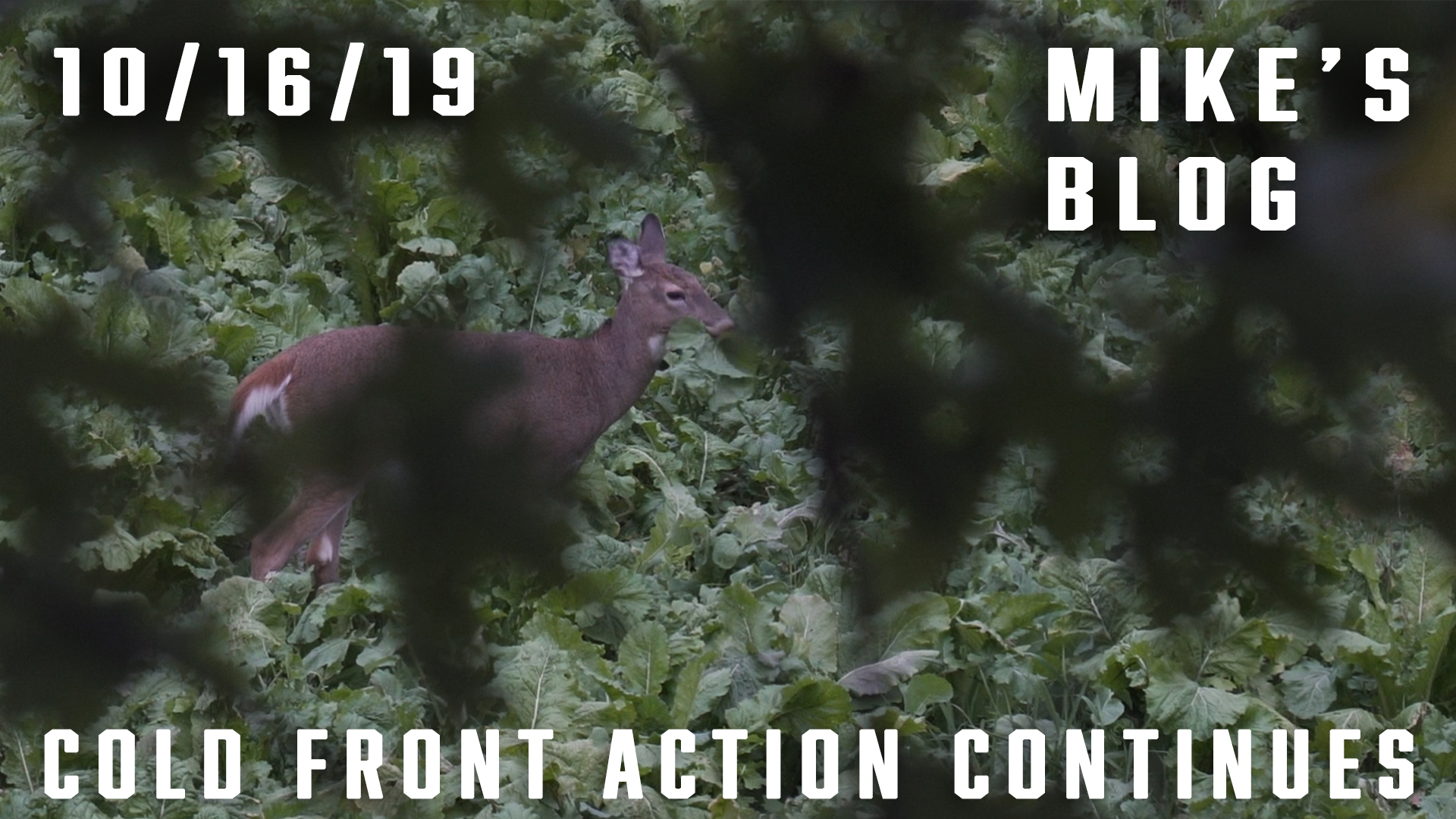 Mike's Blog: Cold Front Action Continues