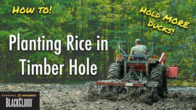 Food Plots for Ducks | 3 Easy Steps w...