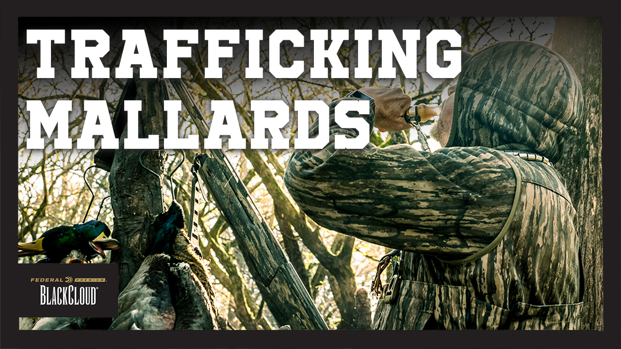 Arkansas Timber Mallards | Tips for Calling Ducks in the Timber | Black Cloud