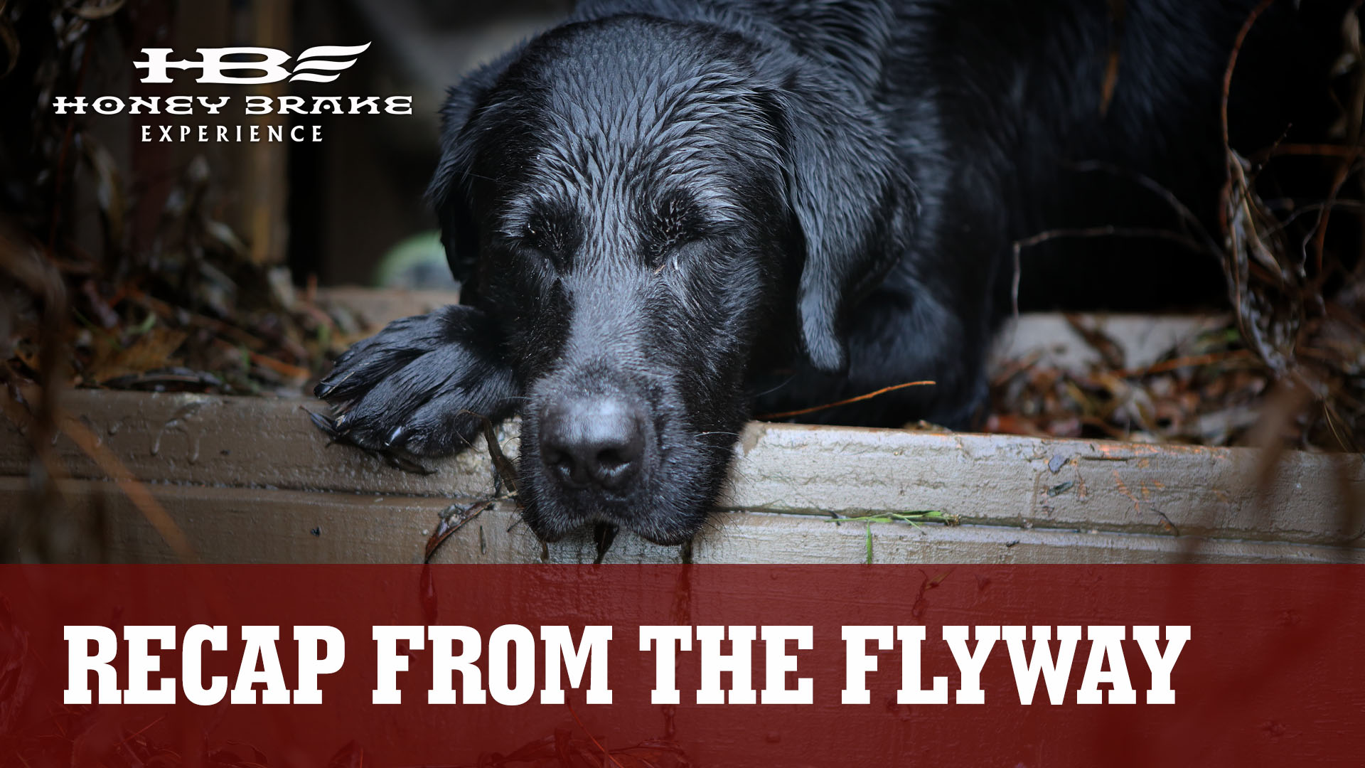 Honey Brake: A Season to Remember