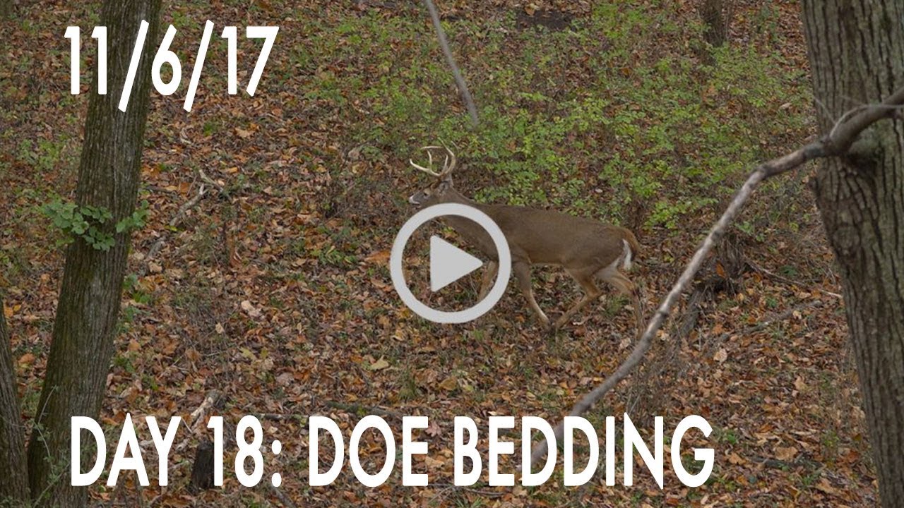 Winke Day 18: Doe Bedding Area