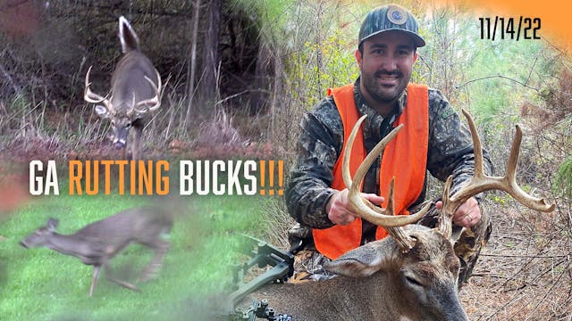 Georgia Buck with a Bow | The Rut Is ...
