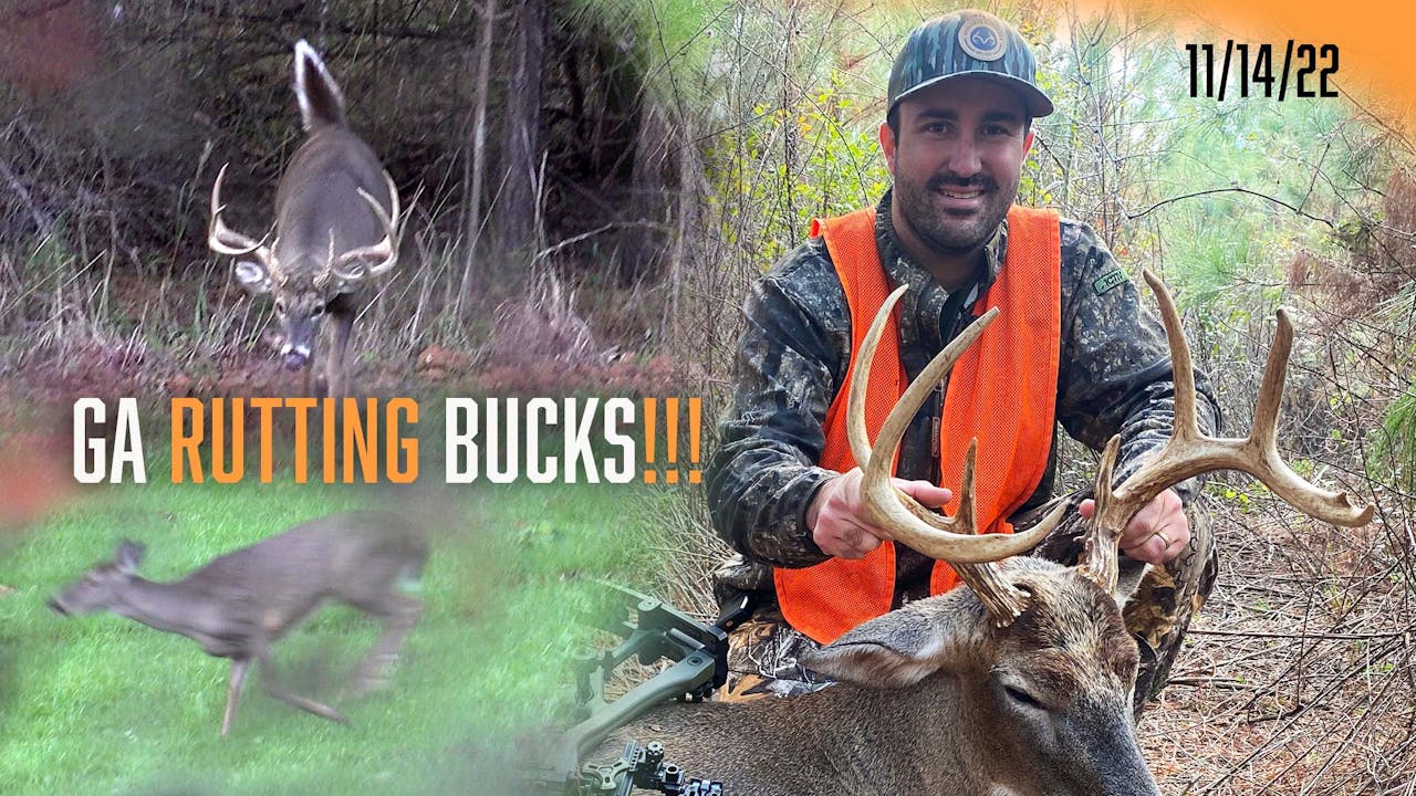 Buck with a Bow The Rut Is in Full Swing Realtree Road