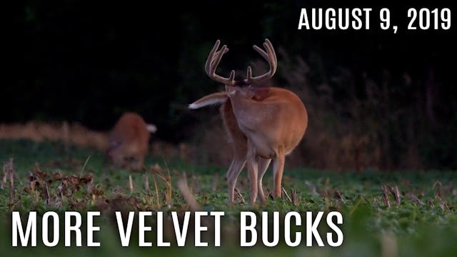 Winke's Blog: More Velvet Bucks