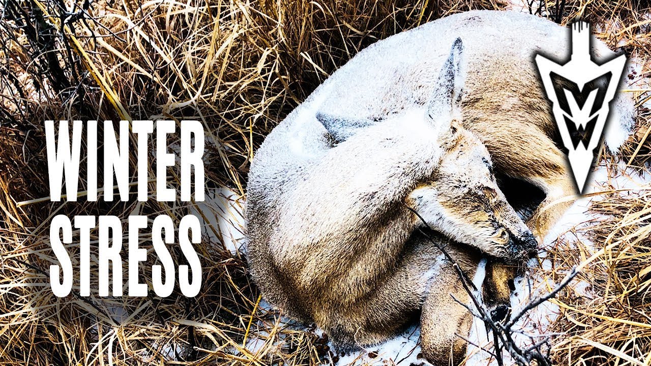 2-25-19: How the Harsh Winter Will Affect Deer | Midwest Whitetail