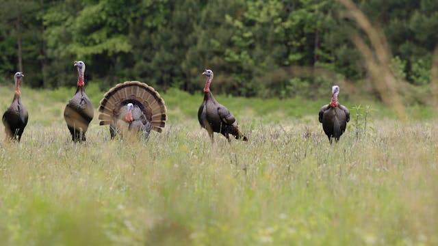 Georgia Gobblers | Turkeys for Tomorr...