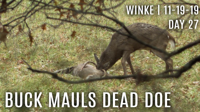 Winke Day 27: Rut Crazed Buck Mauls Dead Doe