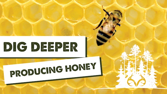 Dig Deeper: How To Make Honey