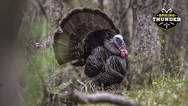 Upper Midwest Gobbler Action | Incred...