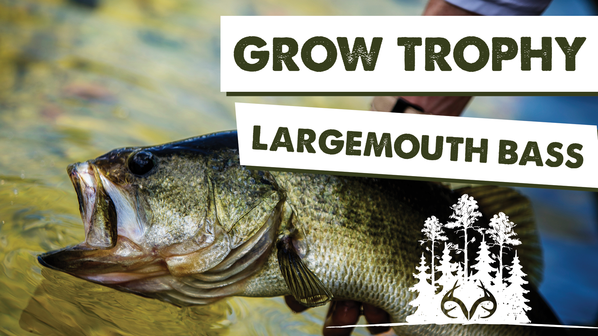 Small Lake Management Tips for Trophy Largemouth Bass | Pay Dirt