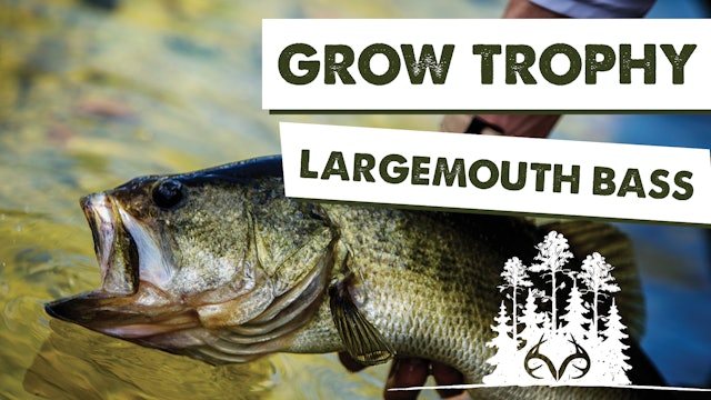 Small Lake Management Tips for Trophy Largemouth Bass | Pay Dirt