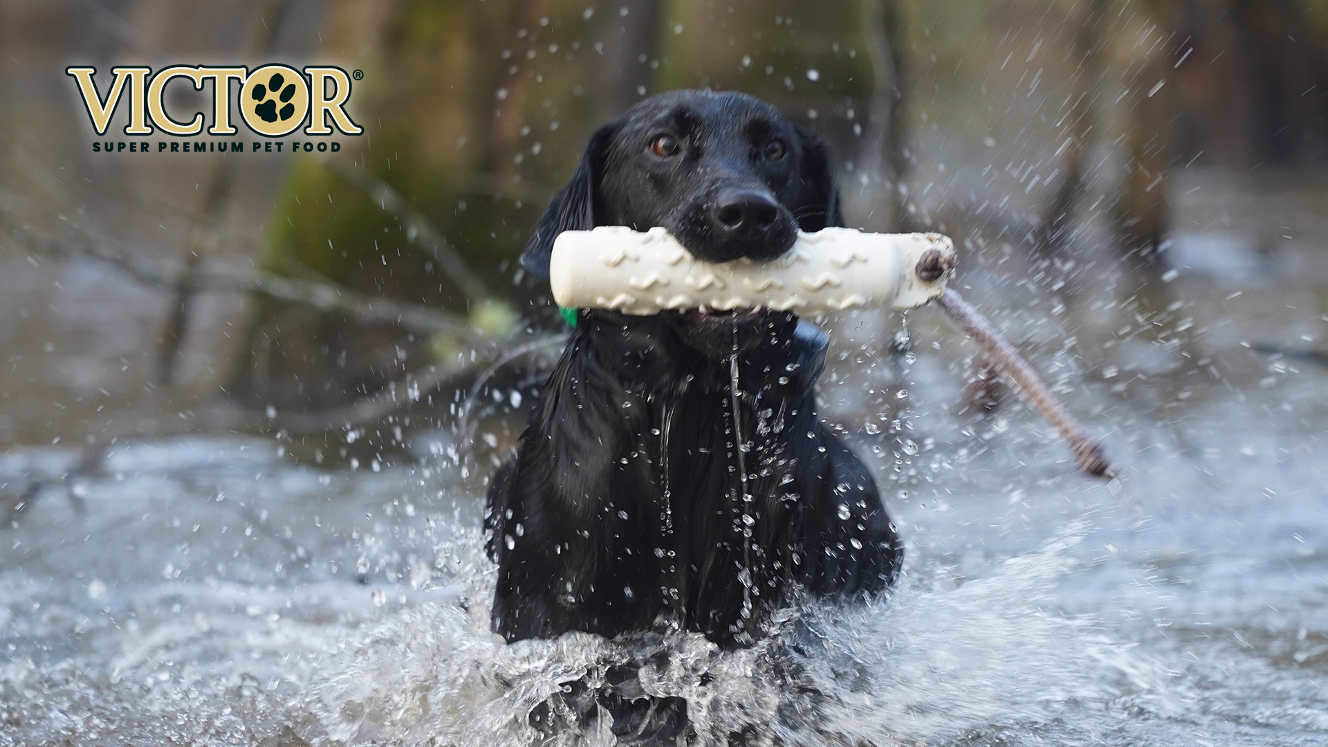 Meet Kanye the Duck Dog | Man's Best Friend Isn't Man | Fueled by Victor