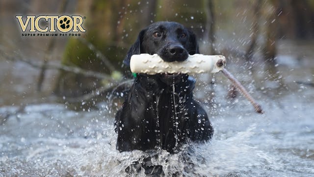 Meet Kanye the Duck Dog | Man's Best ...