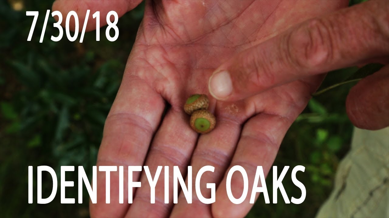 Winke's Blog: How To Identify Oaks