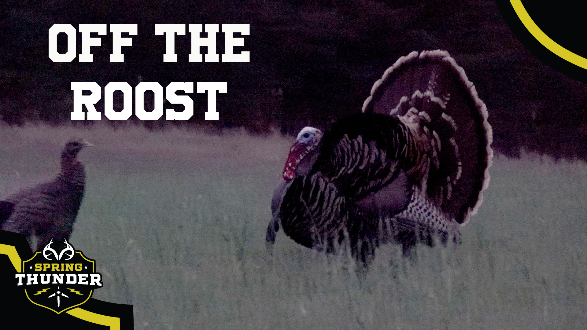 A Strutting Gobbler Right Off the Roost | Spring Thunder