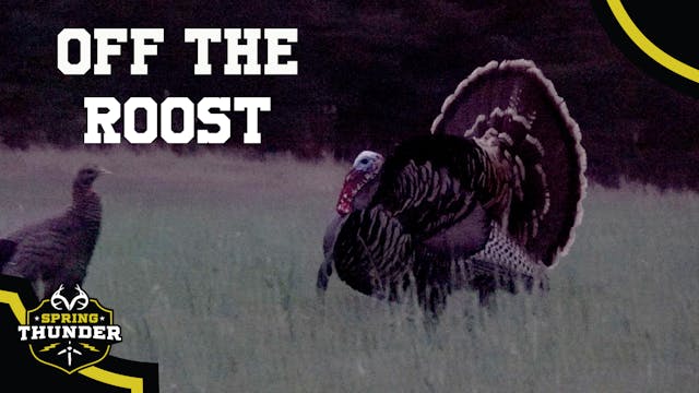 A Strutting Gobbler Right Off the Roo...