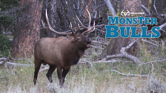 Top Elk Hunt on Public Land | Wyoming Bugling Bulls at 50 Yards