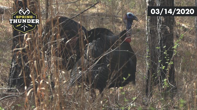 Hunting TOUGH gobblers  MLB Player Austin Riley In Camp