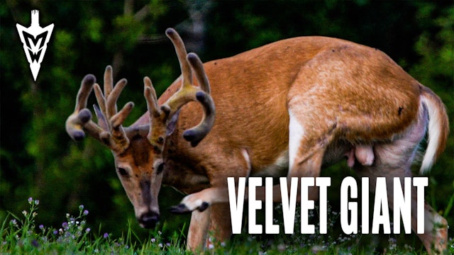 Setting Sights On a Velvet Giant | Pre-Season Scouting Tips | Midwest Whitetail