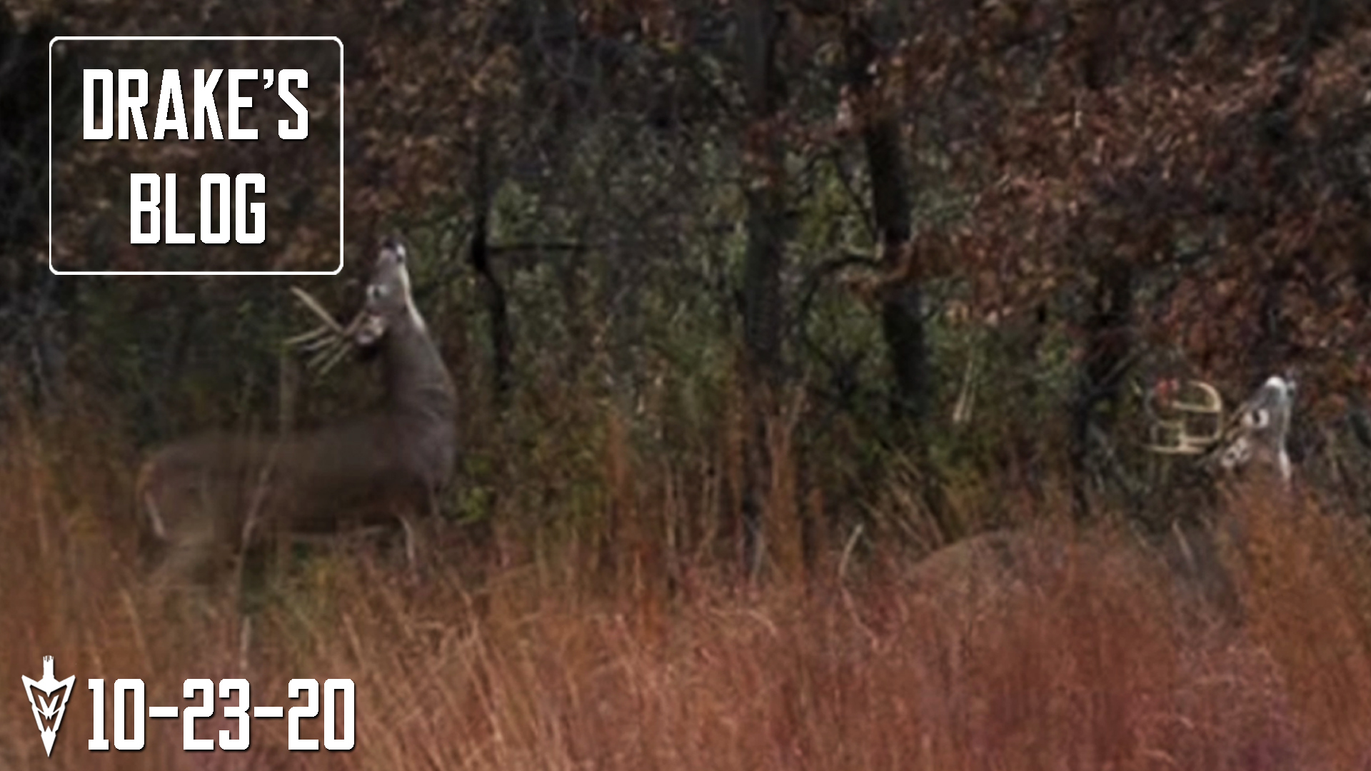 Drake's Blog: Bucks Hitting Scrapes | Late-October Observation Sit 