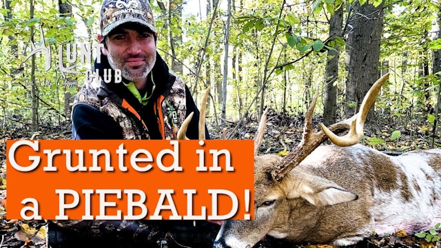 Grunting in an Eastern Shore Piebald Buck | Big Maryland Buck in Rut | Hunt Club