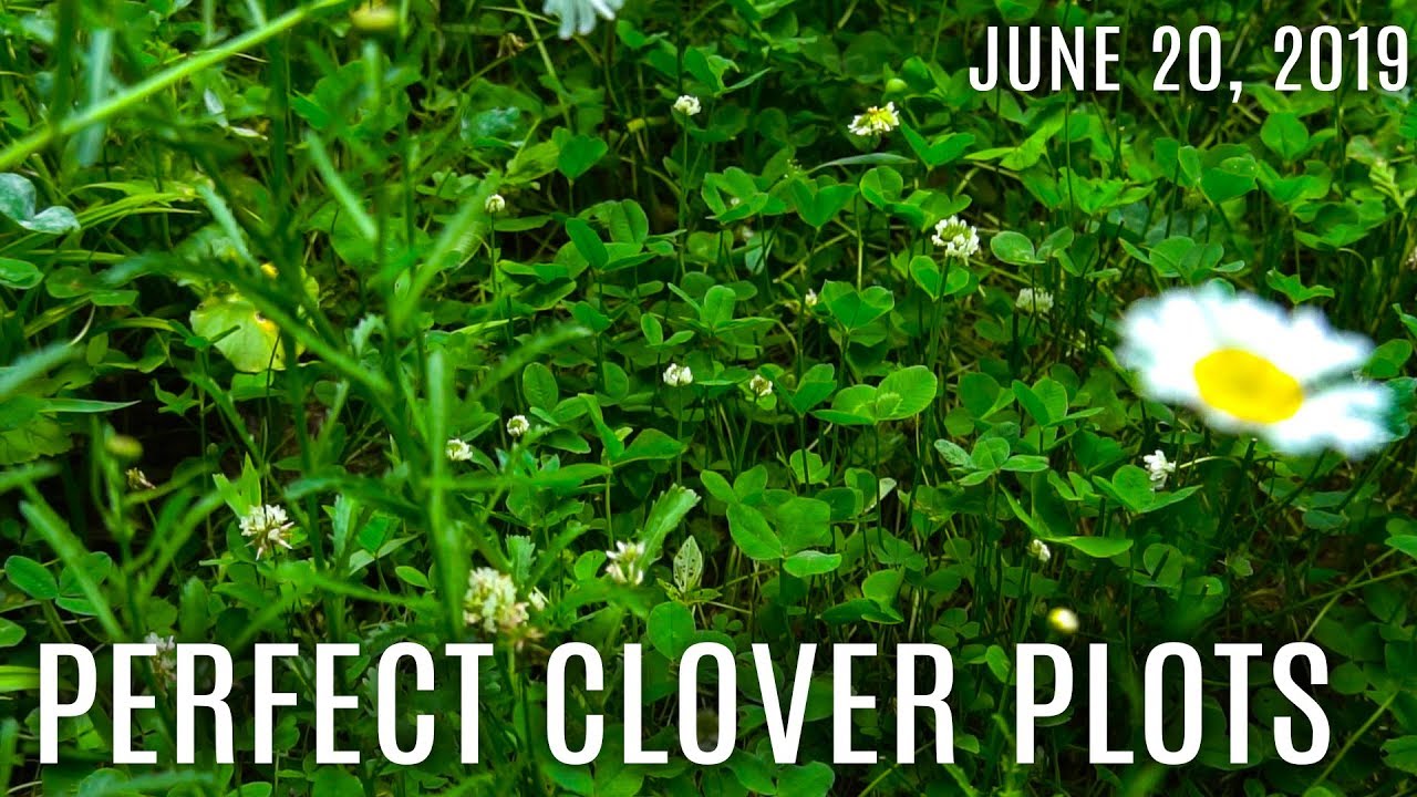 Winke's Blog: The Perfect Clover Plot