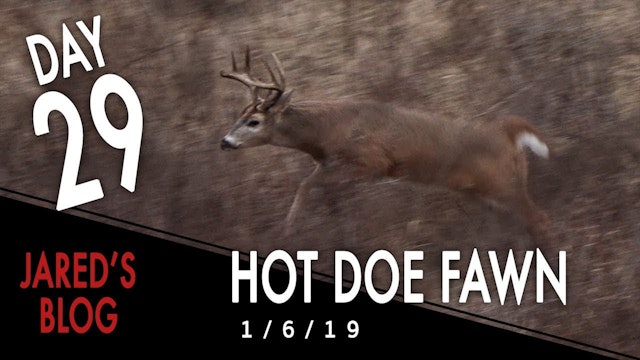 Jared's Blog: Hot Doe Fawn, Project Farm Finale