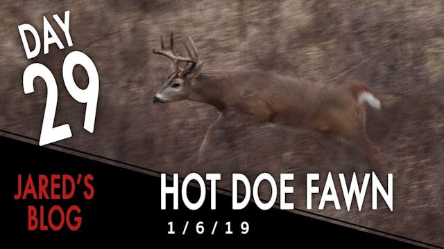 Jared's Blog: Hot Doe Fawn, Project F...