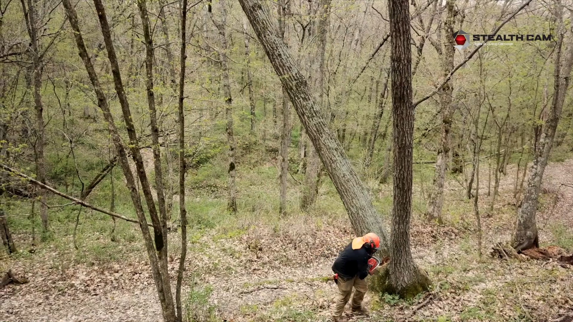 Timber Stand Improvement (TSI) Tips | Designing Deer Hunting Land | Pay Dirt