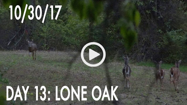 Winke Day 13: Lone Oak