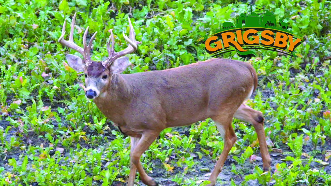Bowhunting Monster Bucks in Illinois | Grigsby