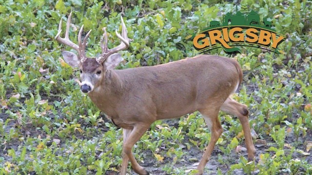 Bowhunting Monster Bucks in Illinois | Grigsby