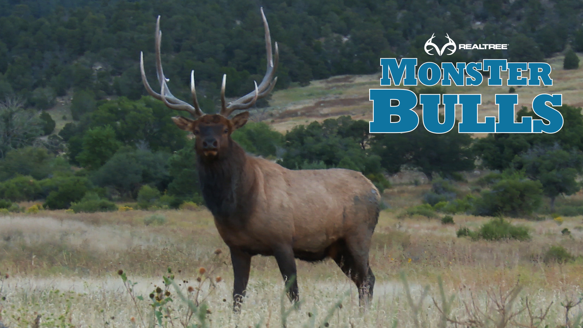 Bull Runs from 400 Yards to 45 Yards 