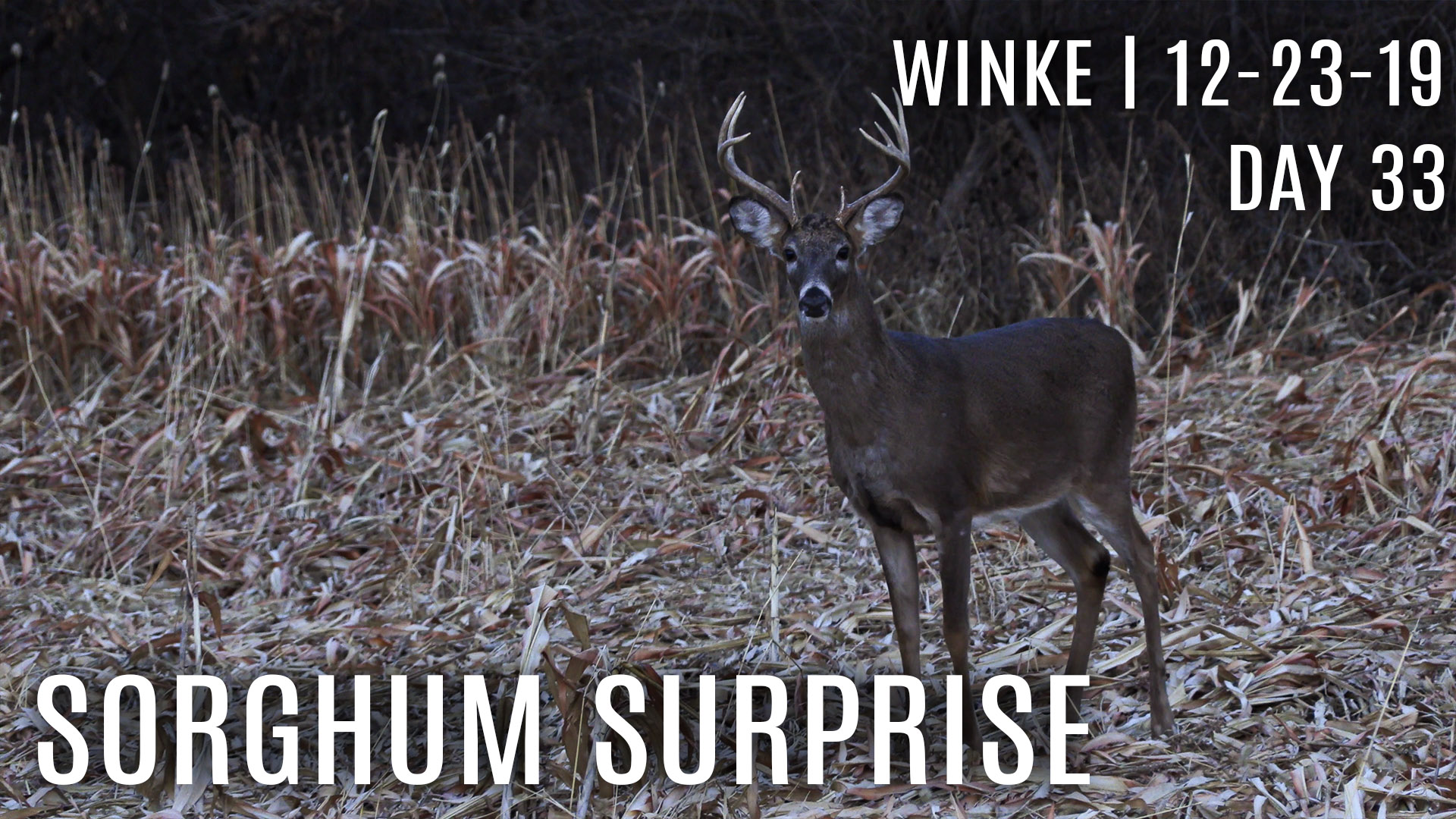 Winke Day 33: Deer Hit Sorghum as Preferred Food Source