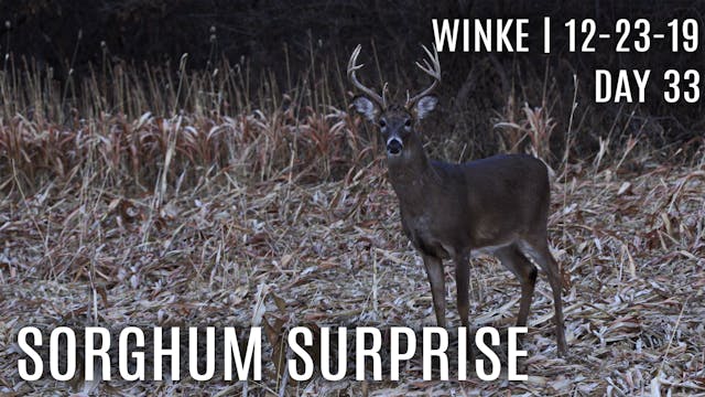 Winke Day 33: Deer Hit Sorghum as Pre...