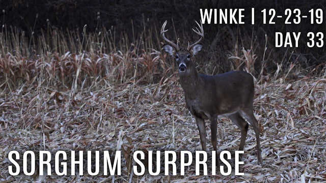 Winke Day 33: Deer Hit Sorghum as Preferred Food Source