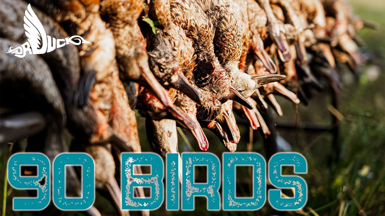 90 Birds, Louisiana Opener _ Dr Duck