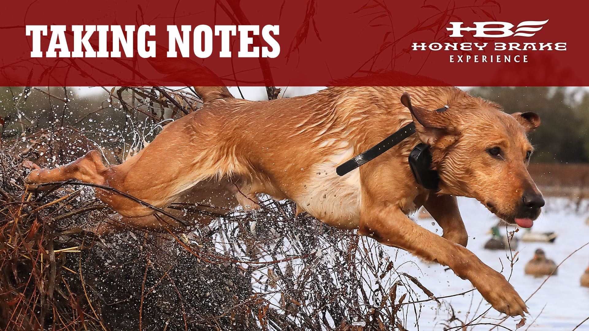 Meet the Dogs of Honey Brake | Training Great Duck Dogs | Honey Break