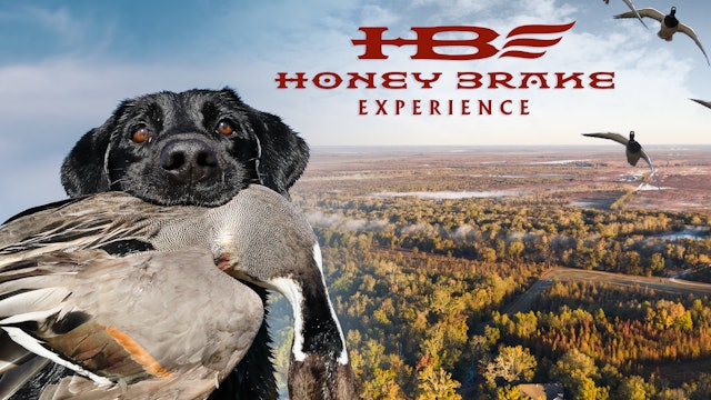 Honey Brake Experience