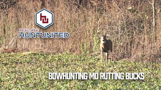 Bowhunting Missouri Bruisers During the Rut