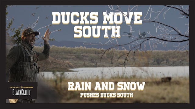ICE and SNOW Push Ducks South | Duck ...