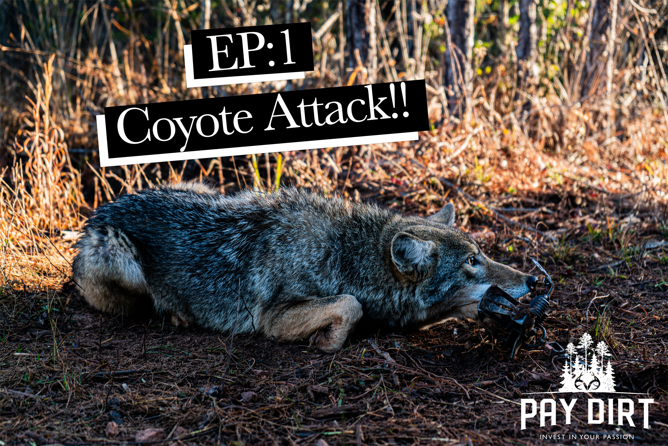 Coyote Attack!?! | Trapping Coyotes at Realtree Farms | Pay Dirt