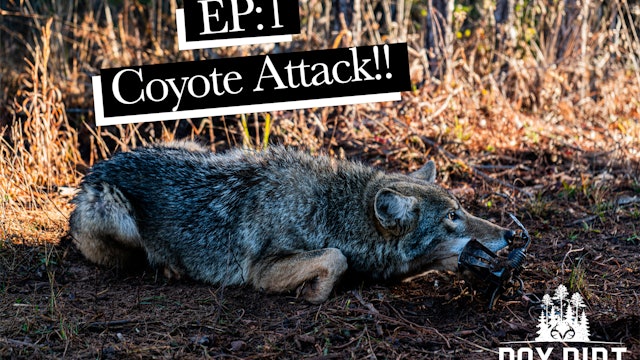 Coyote Attack!?! | Trapping Coyotes at Realtree Farms | Pay Dirt