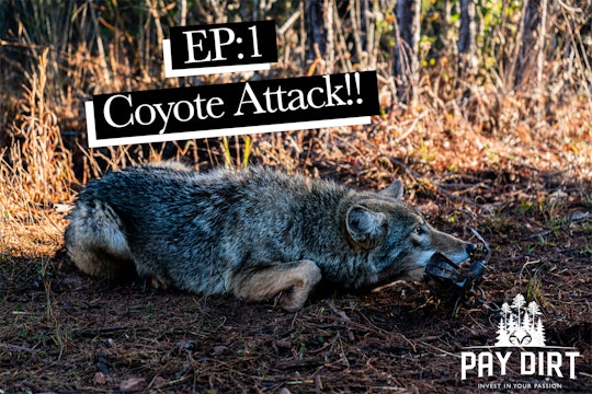 Coyote Attack!?! | Trapping Coyotes at Realtree Farms | Pay Dirt