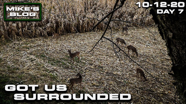 Mike's Blog: The Deer Have Us Surrounded | Awesome Iowa Cold Front