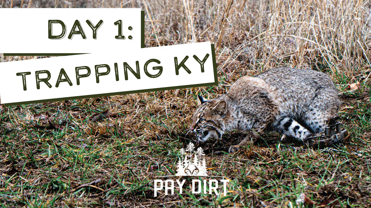 Trapping Predators in Kentucky | Angry Bobcat in the Trap | PayDirt ...