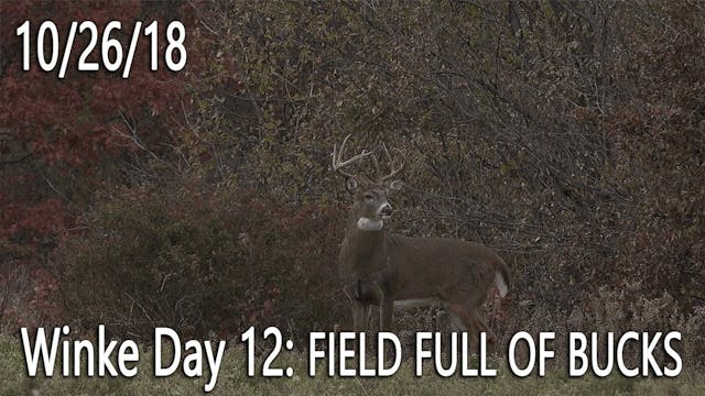 Winke Day 12: Field Full Of Bucks