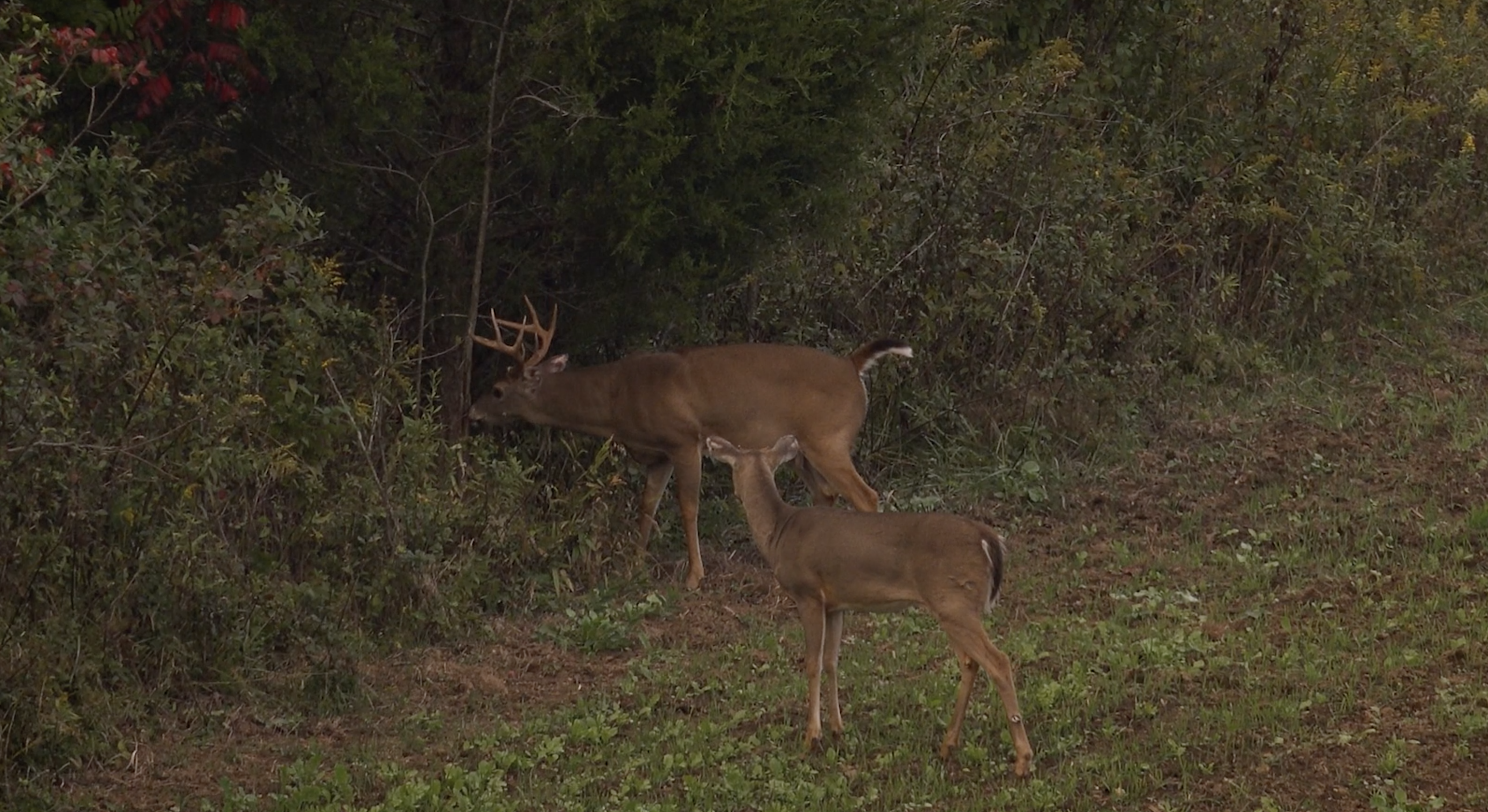 The Rat Shack | Waging War on the Vermin | The Raven Project