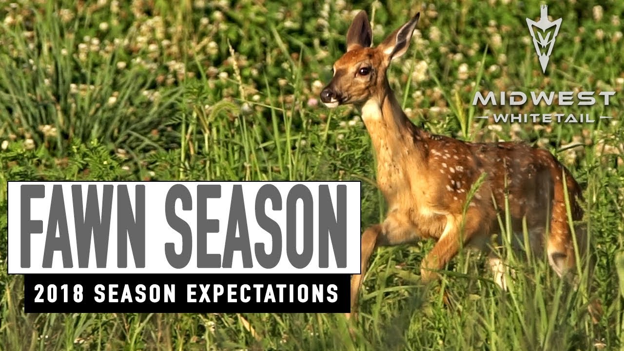 6-4-18: Fawn Season | Midwest Whitetail