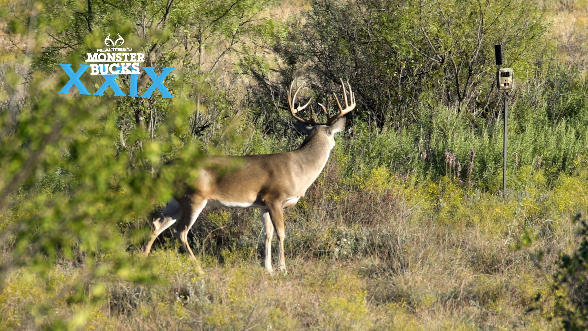 David Blanton Blasts a Big Ol' Texas Buck | Monster Bucks 2021